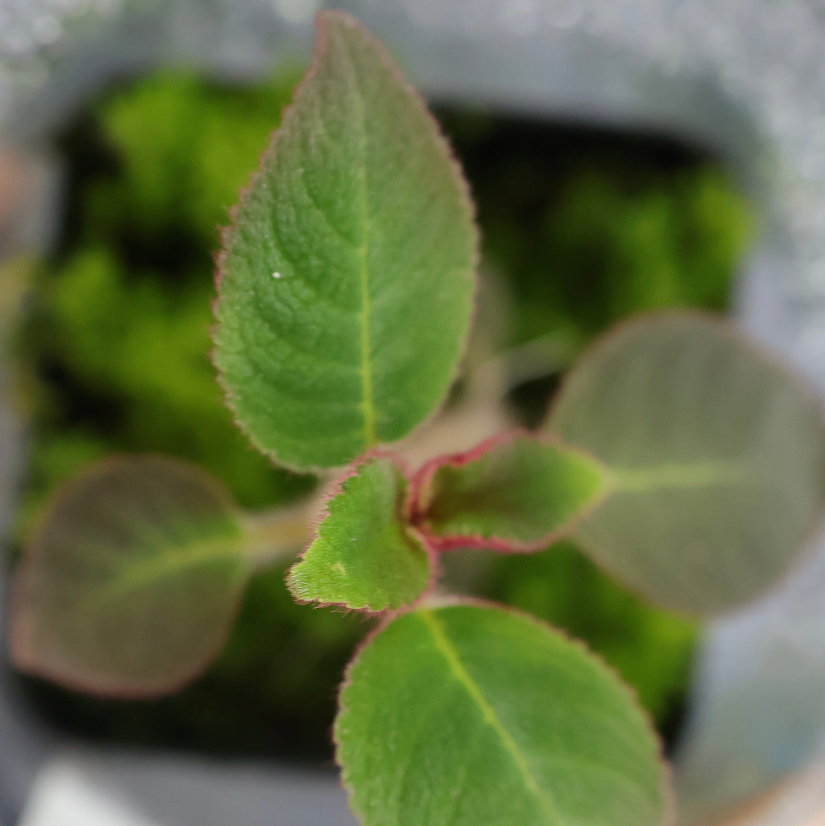 Pearcea schimpfii