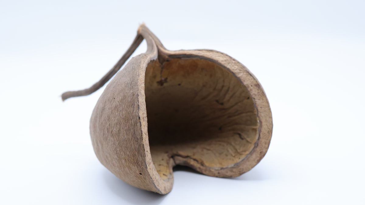 NewCal Buddha Nut 4"