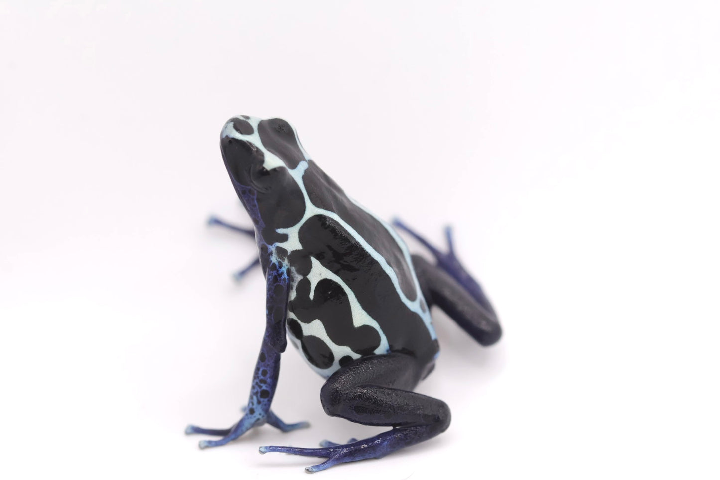 Dendrobates tinctorius "Oyapok"