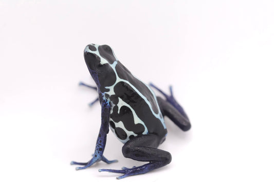 Dendrobates tinctorius "Oyapok"