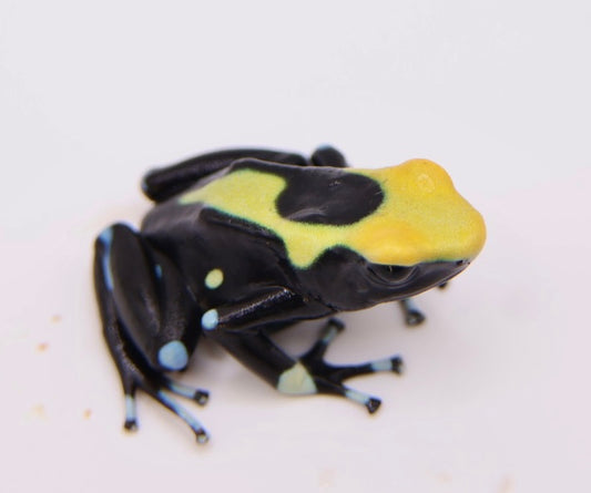 Dendrobates tinctorius "Yellowback"