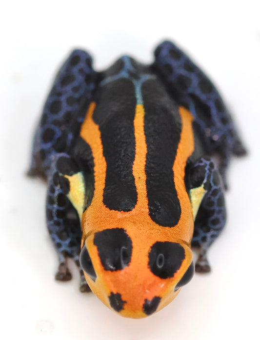 Ranitomeya imitator "Varadero"