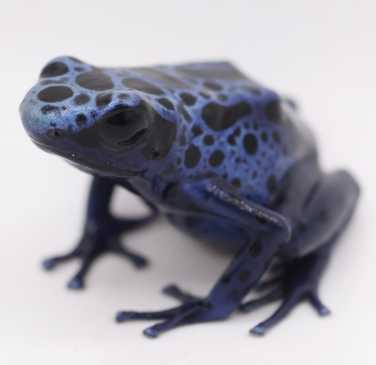 Dendrobates tinctorius ‘Azureus’