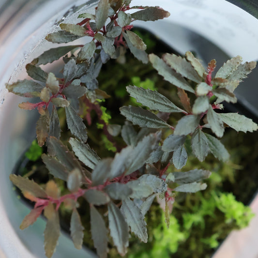 Triolena pileoides