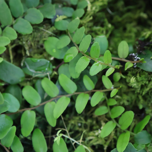 Marcgravia rectiflora