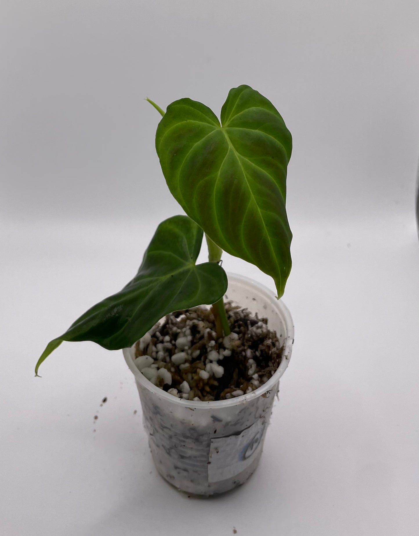 Philodendron Verrecosum