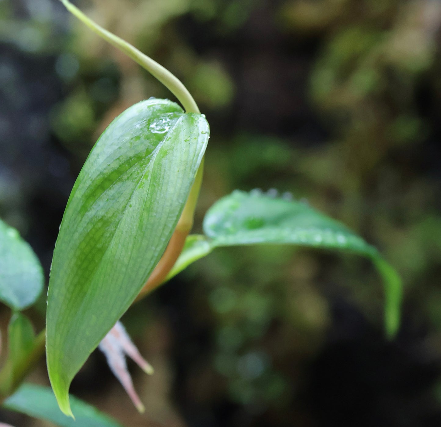 Philodendron sp. Peach