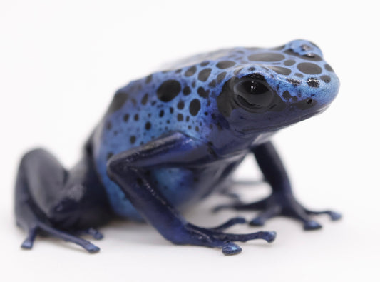 Dendrobates tinctorius ‘Azureus’