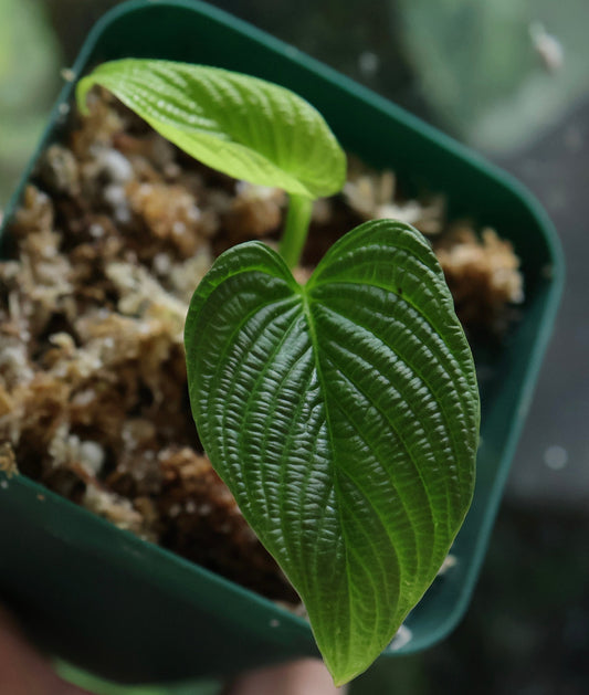 Philodendron lynnhannoniae