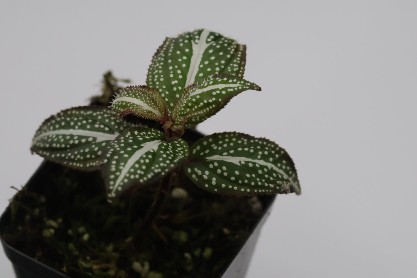 Sonerila sp. “White spot”