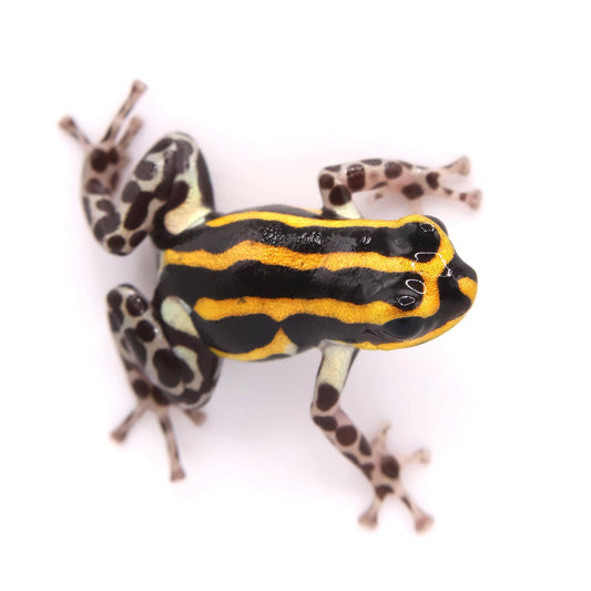 Ranitomeya sirensis “Rio Pachitea Yellow”