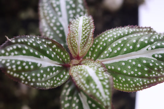 Sonerila sp. “White spot”
