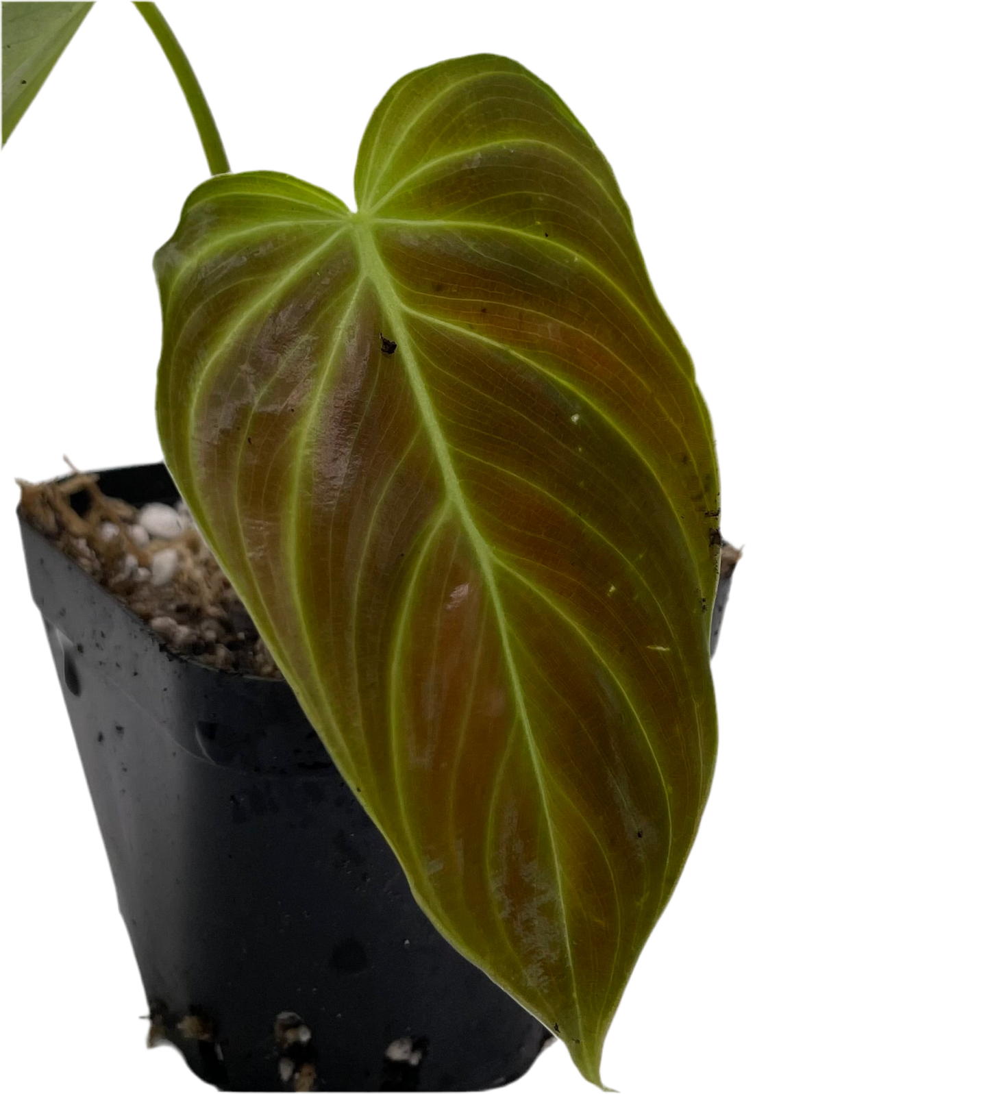 Philodendron Splendid