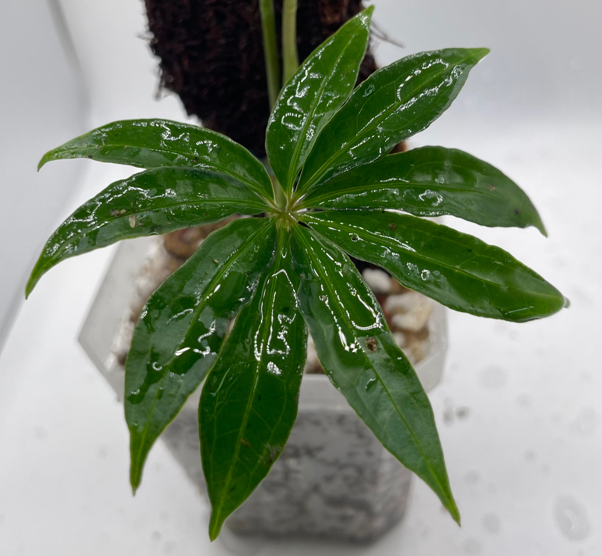 anthurium polystictum Anthurium polyschistum – Atonii