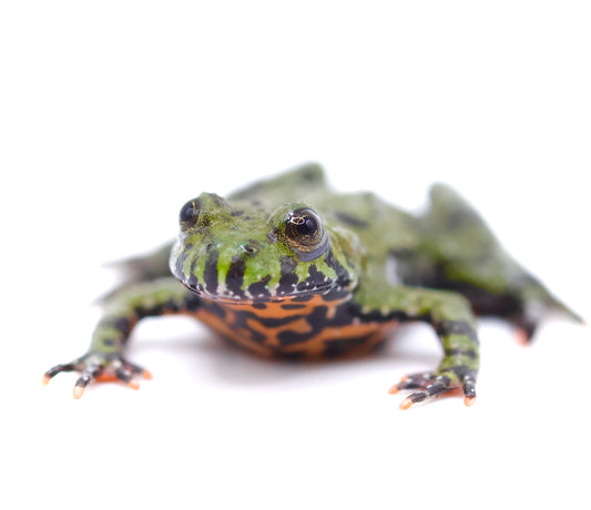 Oriental Fire-Bellied Toad