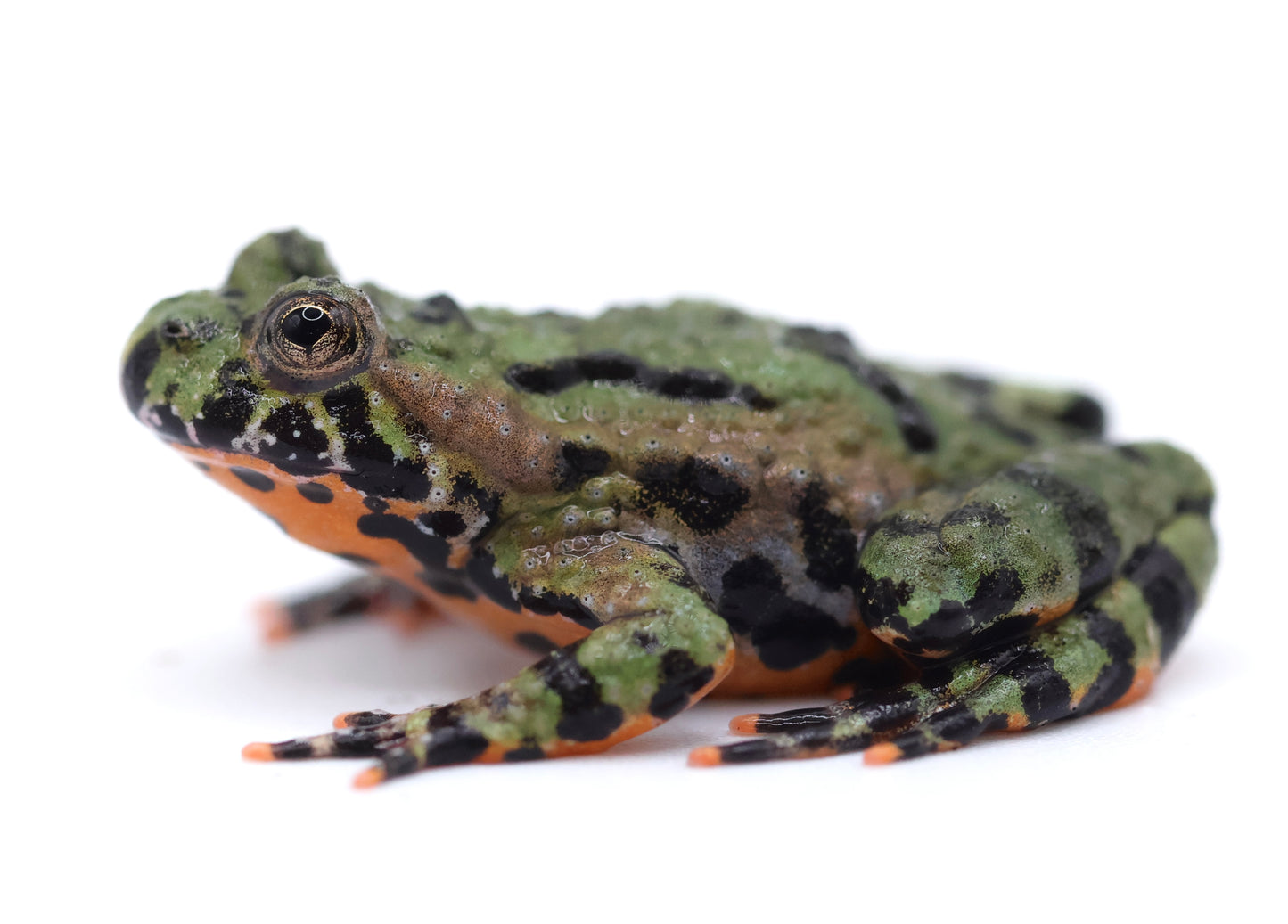 Oriental Fire-Bellied Toad