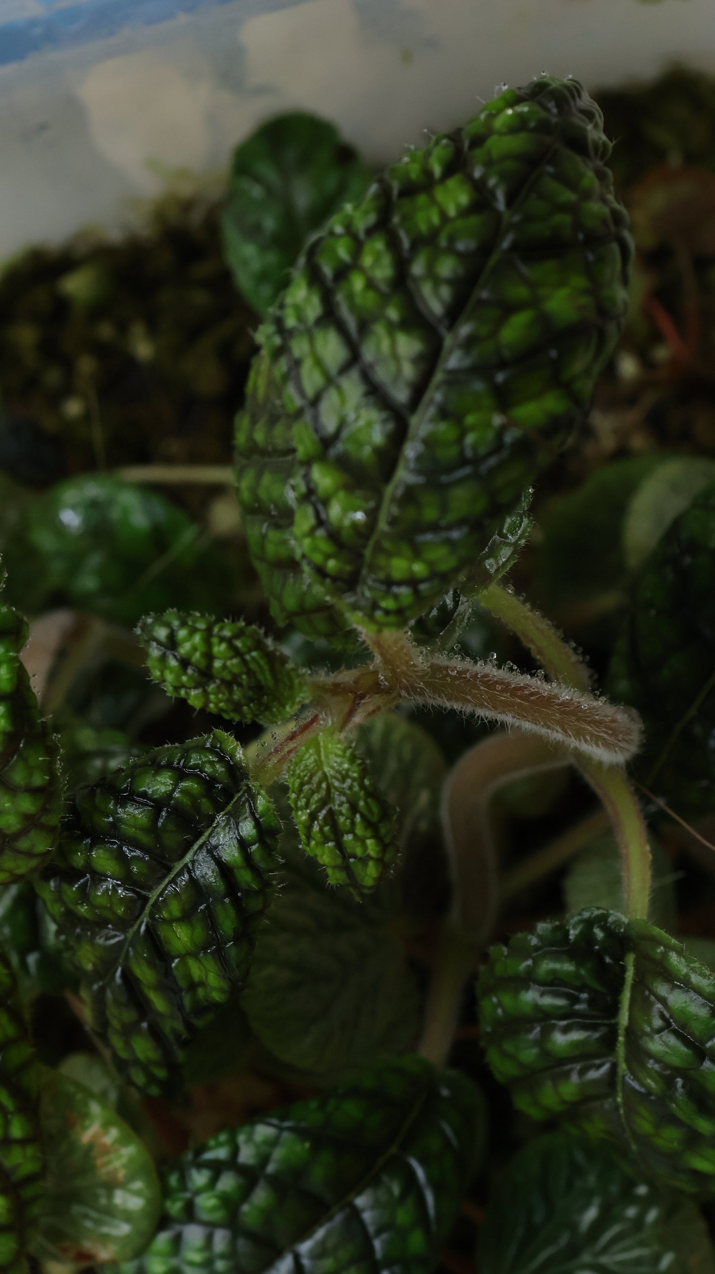 Nautilocalyx erytranthus