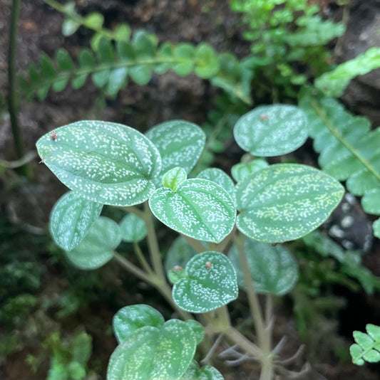 Peperomia antoniana ‘green’