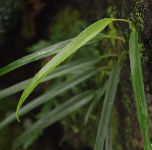 Philodendron aff. chinchamayense "Long Leaf"