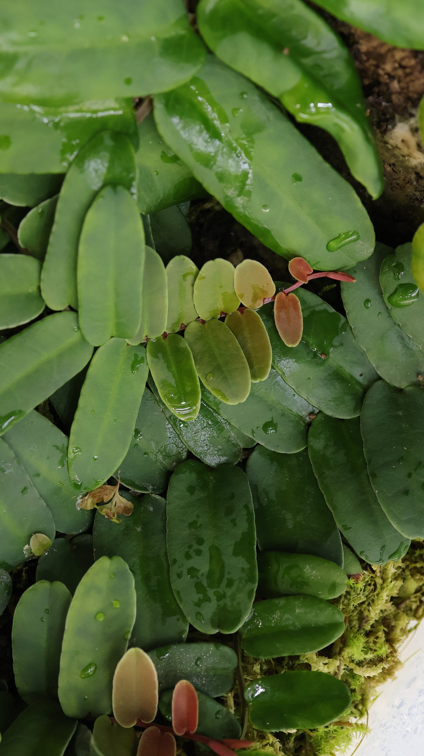 Marcgravia sintenisii