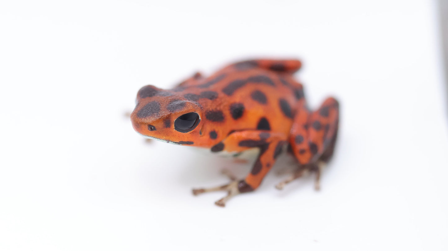 Oophaga pumilio "Bastimentos"