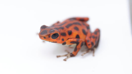 Oophaga pumilio "Bastimentos"