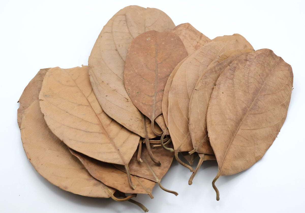 Jackfruit Leaves 15 Pack