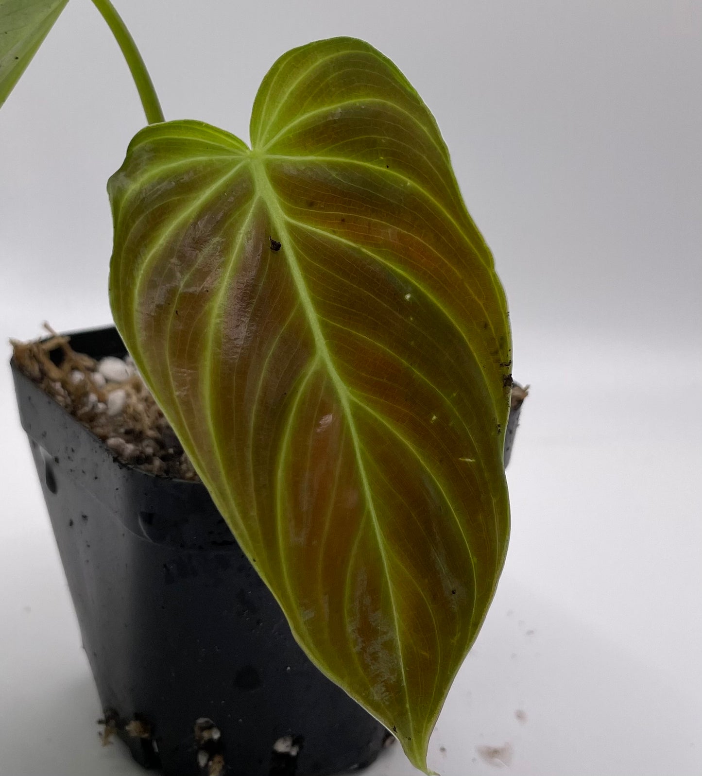 Philodendron Splendid