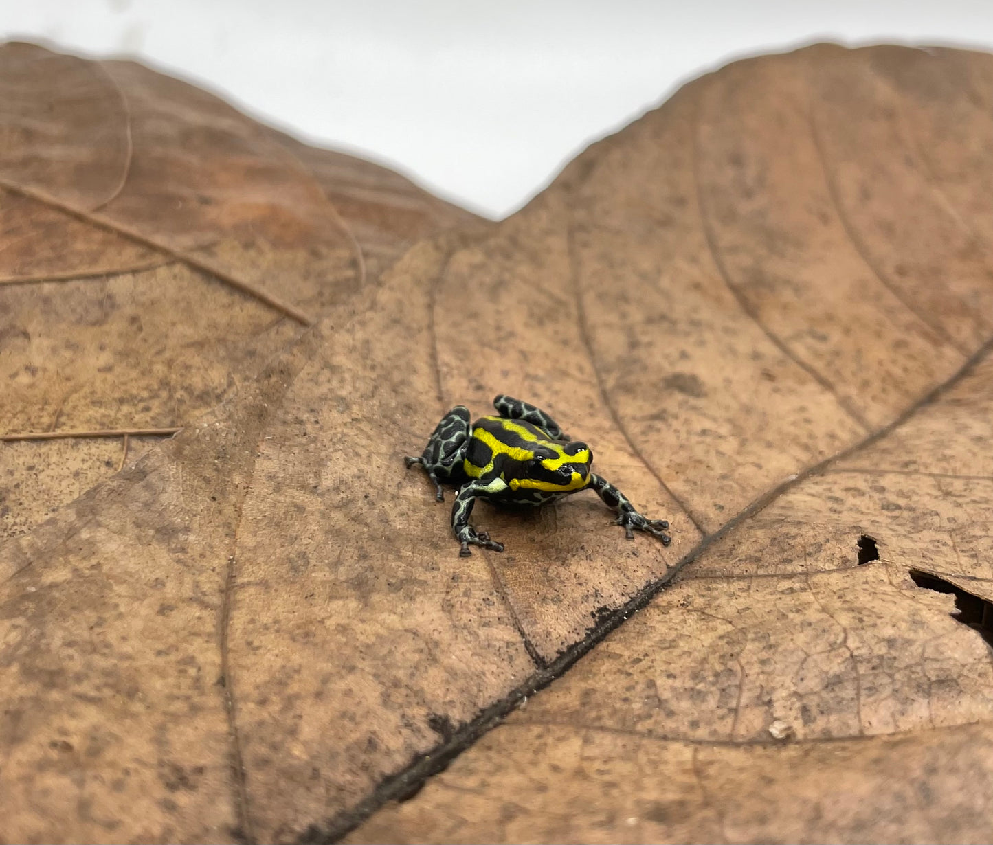 Ranitomeya sirensis “rio pachitea yellow”