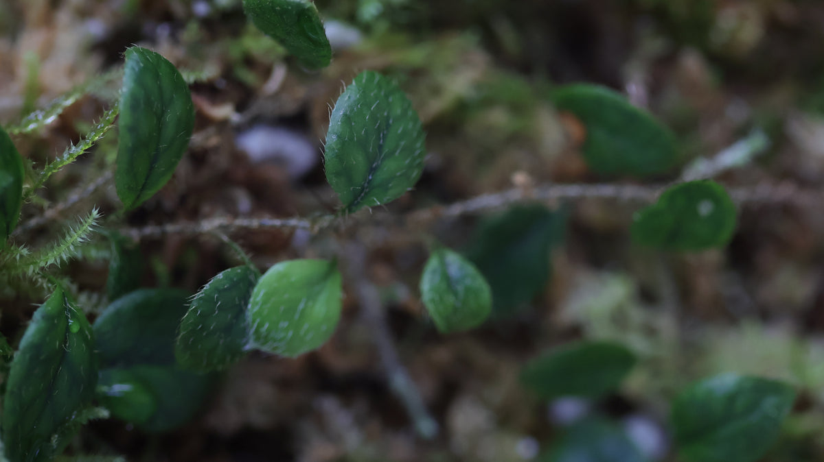 Microgramma aff. heterophylla