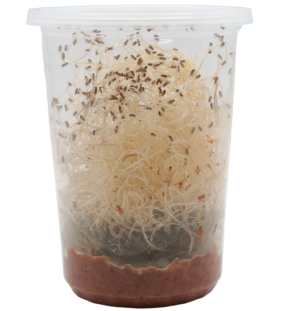 Flightless Fruit Fly Culture