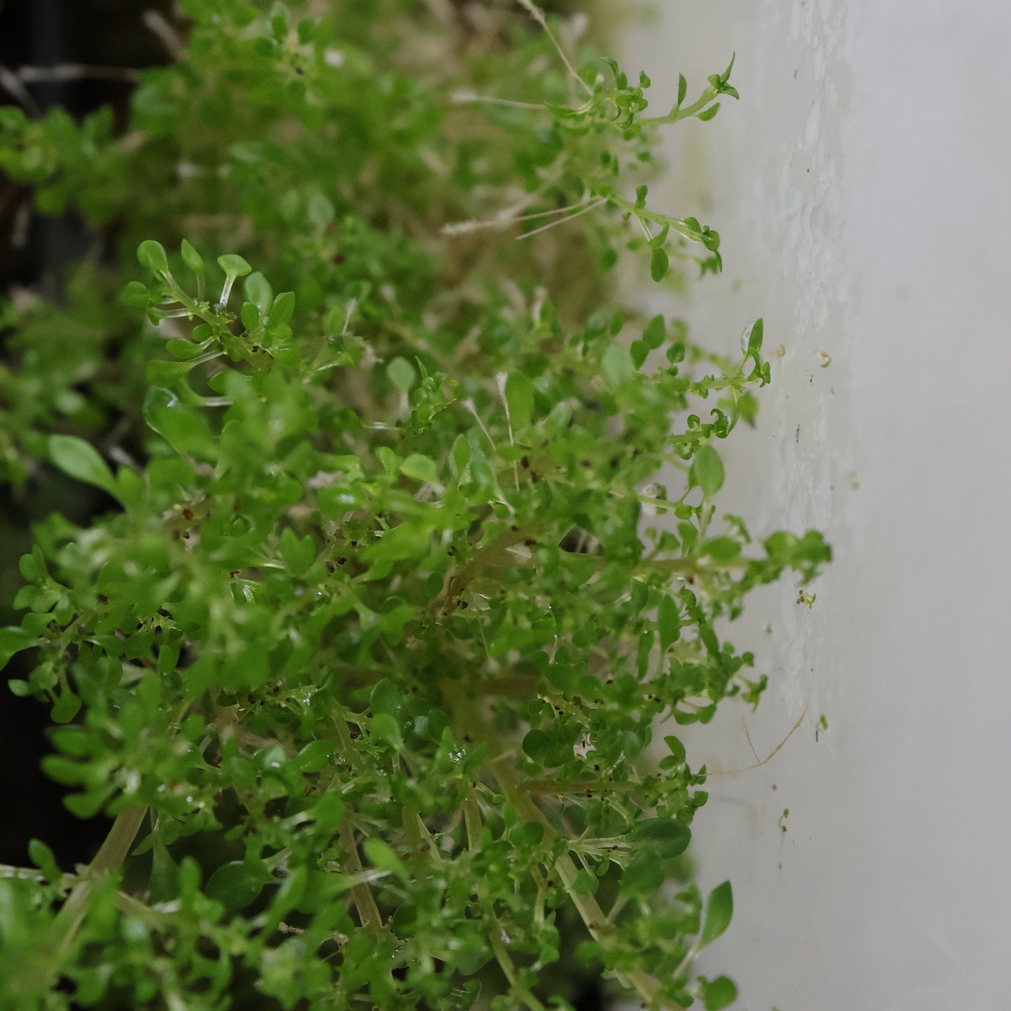 Pilea Microphylla