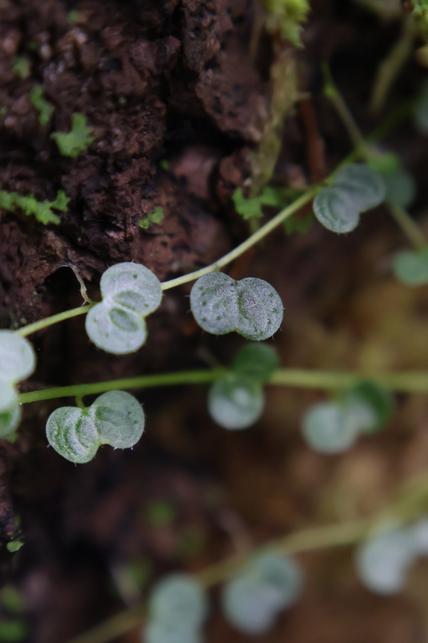 Peperomia emarginella