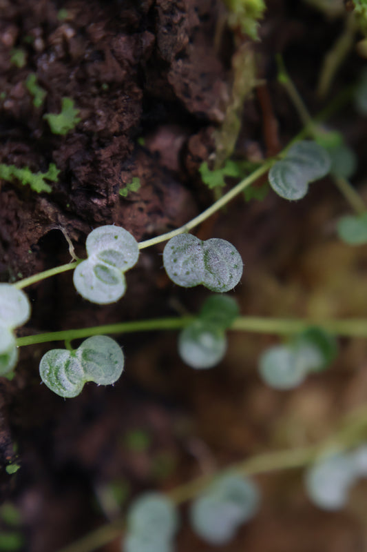 Peperomia emarginella