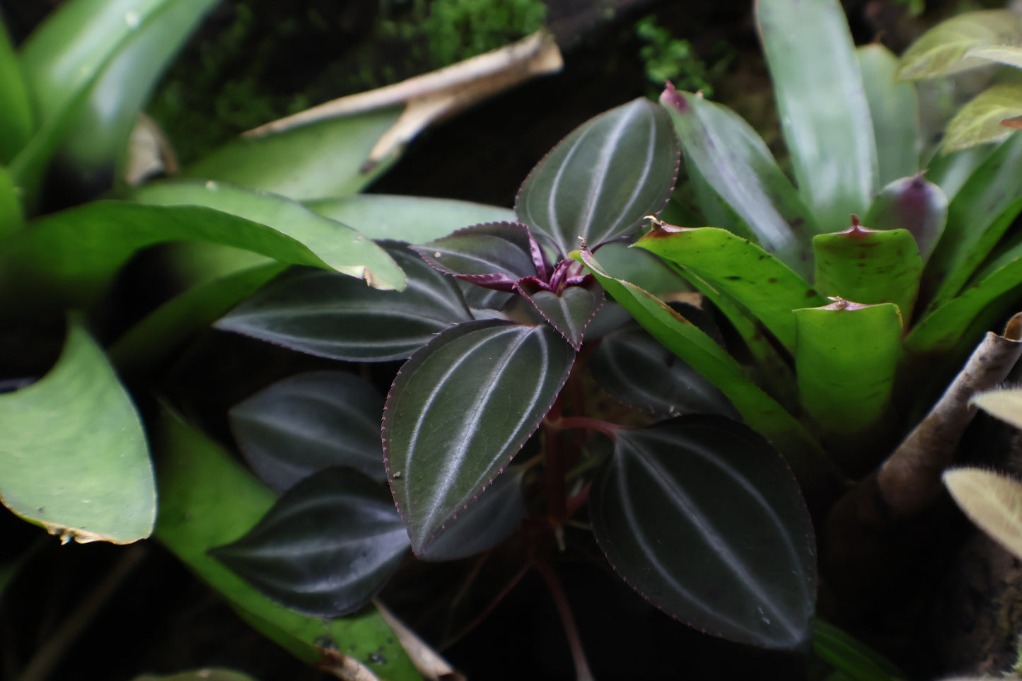 Arthrostemma parvifolium
