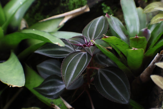Arthrostemma parvifolium
