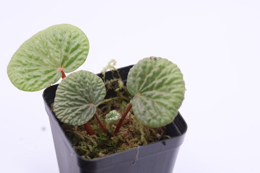 Begonia crispula