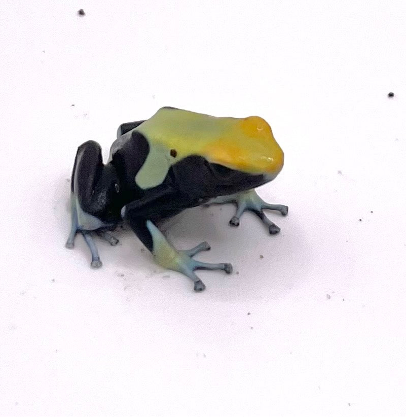 Dendrobates tinctorius "Yellowback"