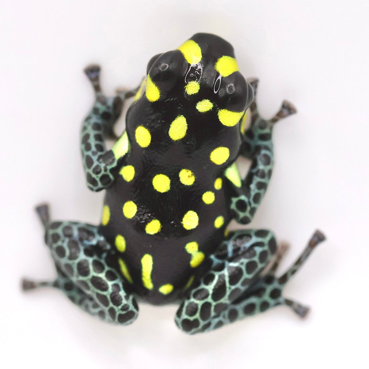 Ranitomeya Vanzolinii