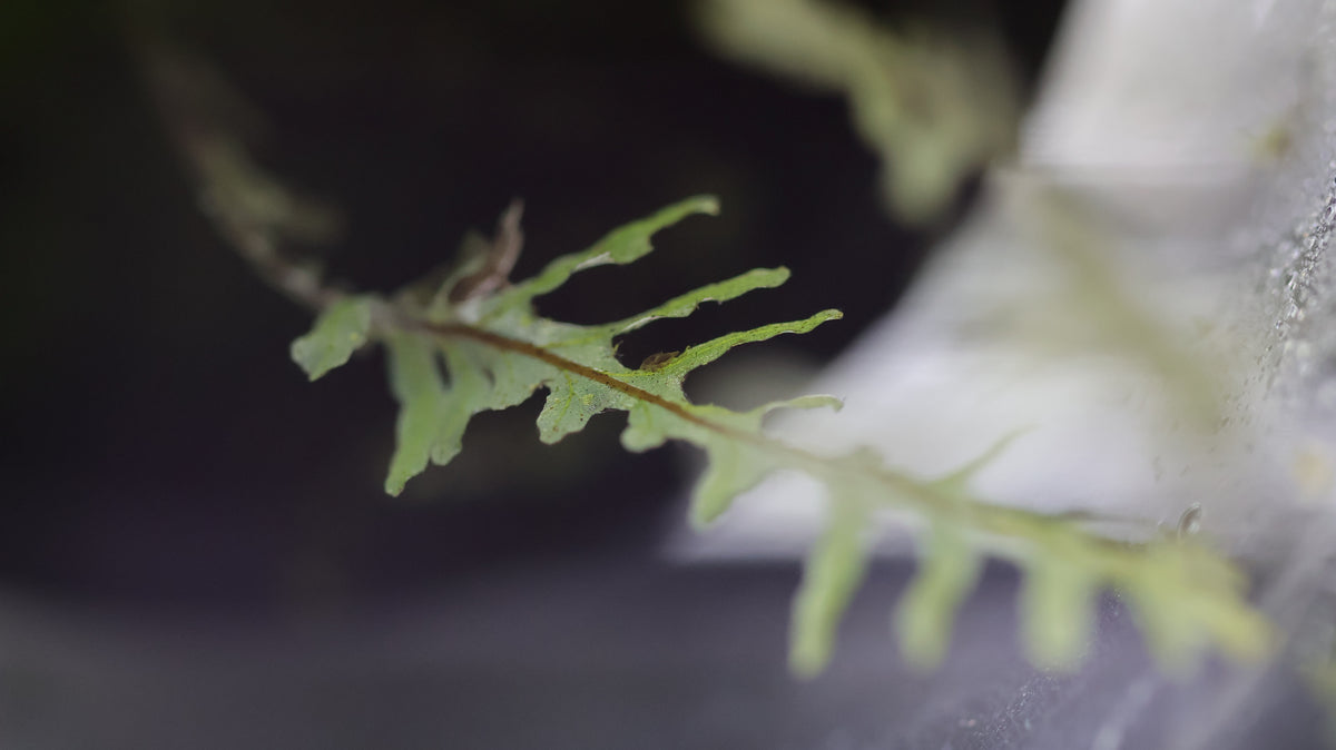 Hymenophyllum sp. “Ecuador”