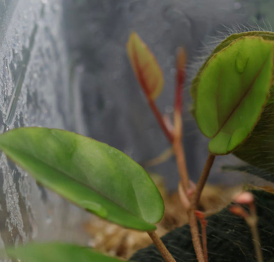 Begonia schulzei (B. elaeagnifolia)