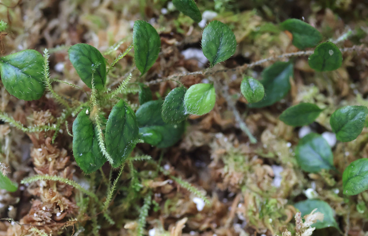Microgramma aff. heterophylla