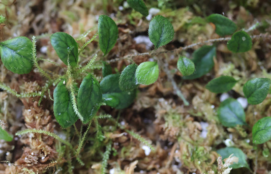 Microgramma aff. heterophylla