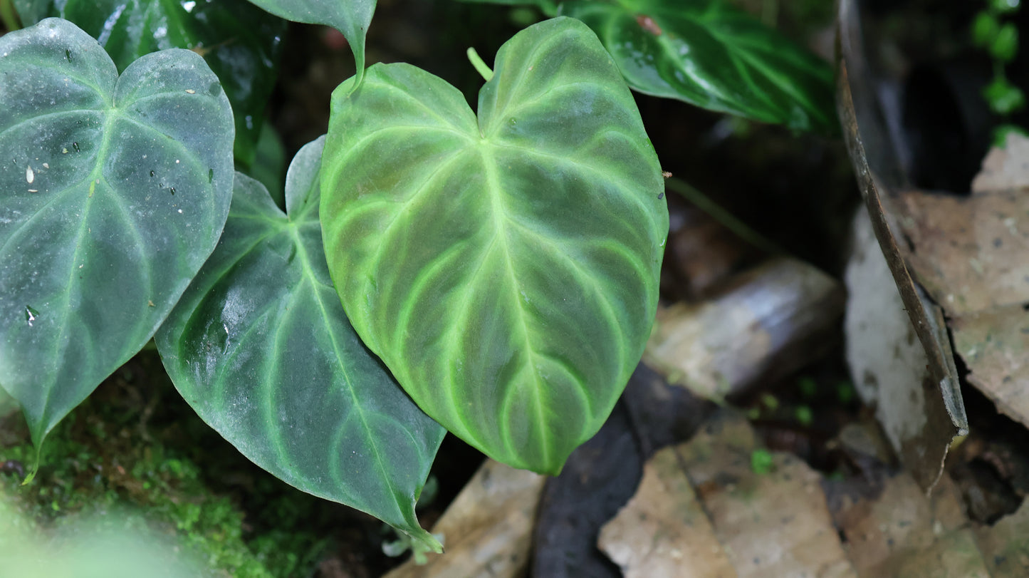 Philodendron verrucosum ‘Dwarf’