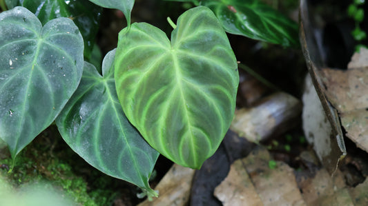 Philodendron verrucosum ‘Dwarf’