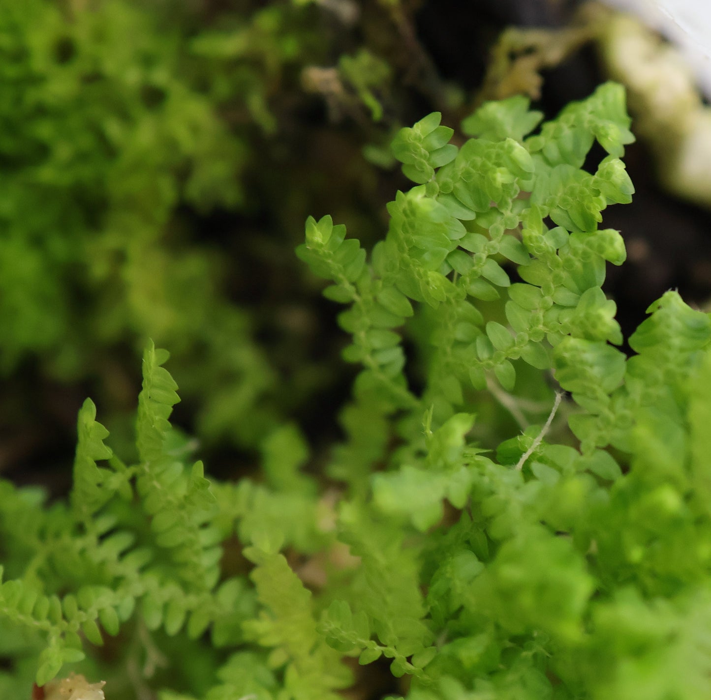 Selaginella sp. ‘Mini’