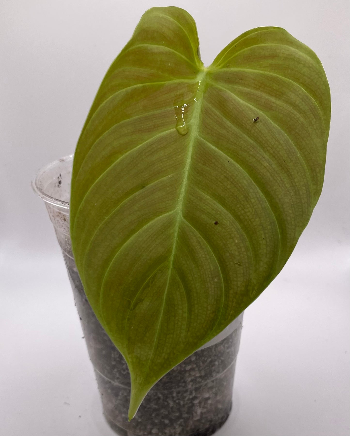 Philodendron “fuzzy petiole”