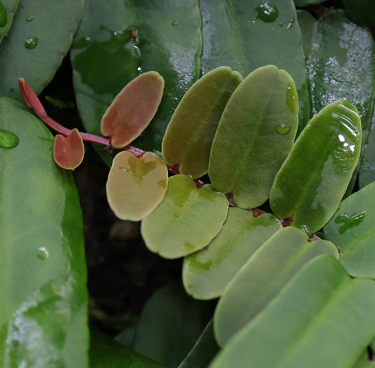 Marcgravia sintenisii