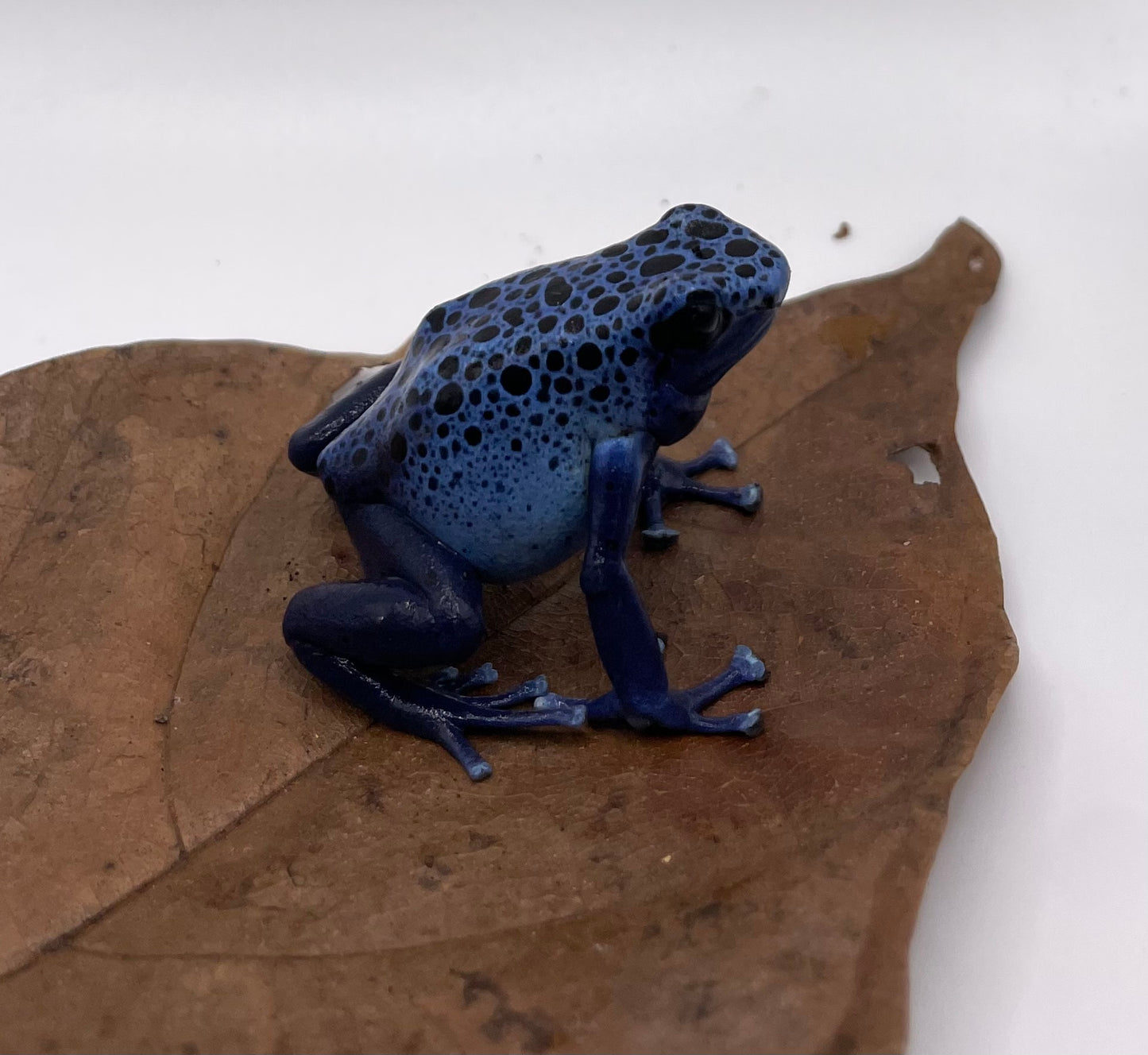 Dendrobates tinctorius ‘Azureus’