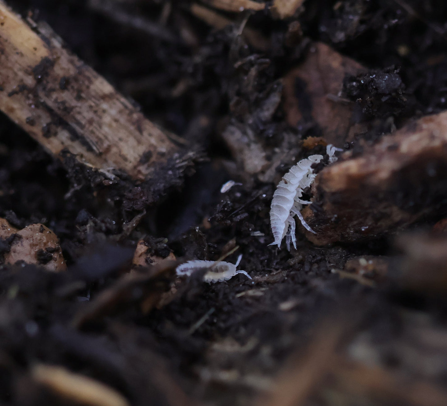 Dwarf white isopods